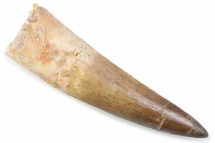 Fossil Spinosaurus Tooth - Restored Tip #374022